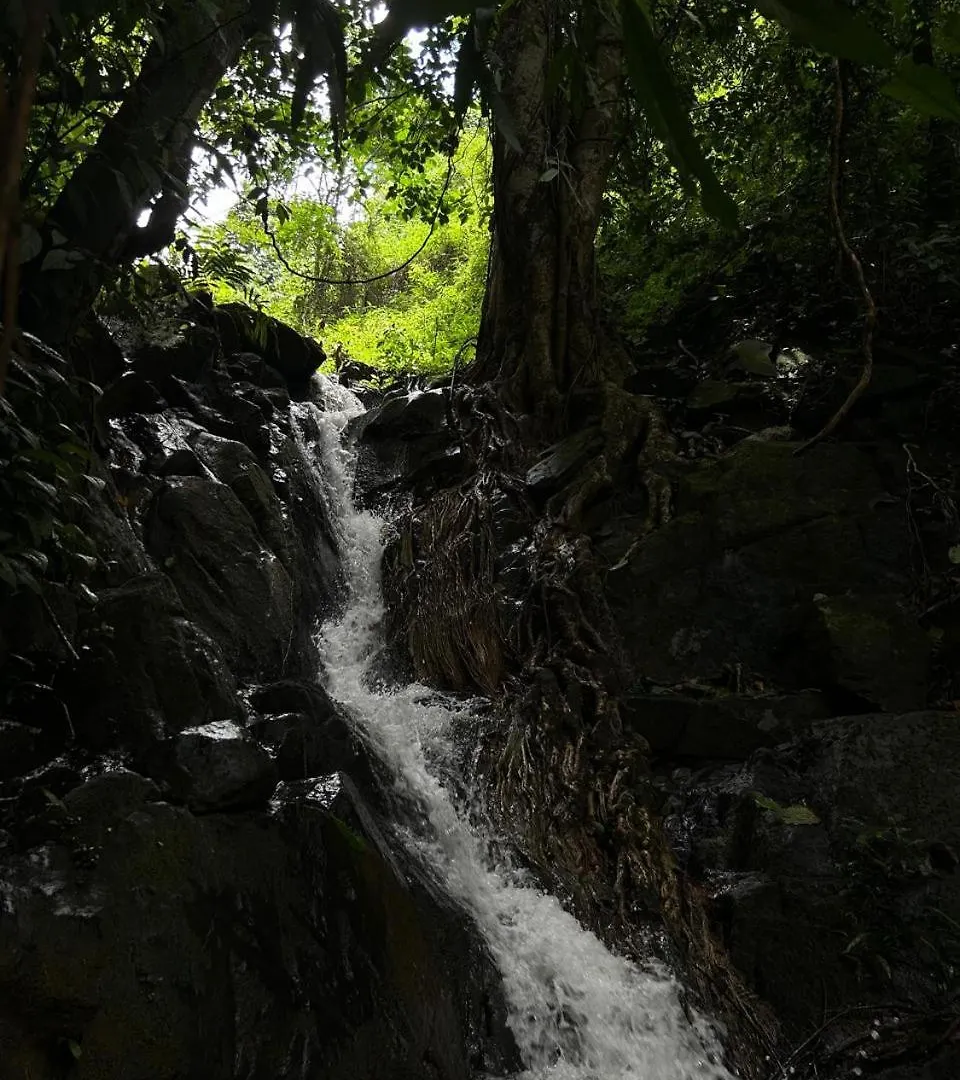 Cardamom Garden Homestay Meppadi Wayanad Dom wakacyjny
