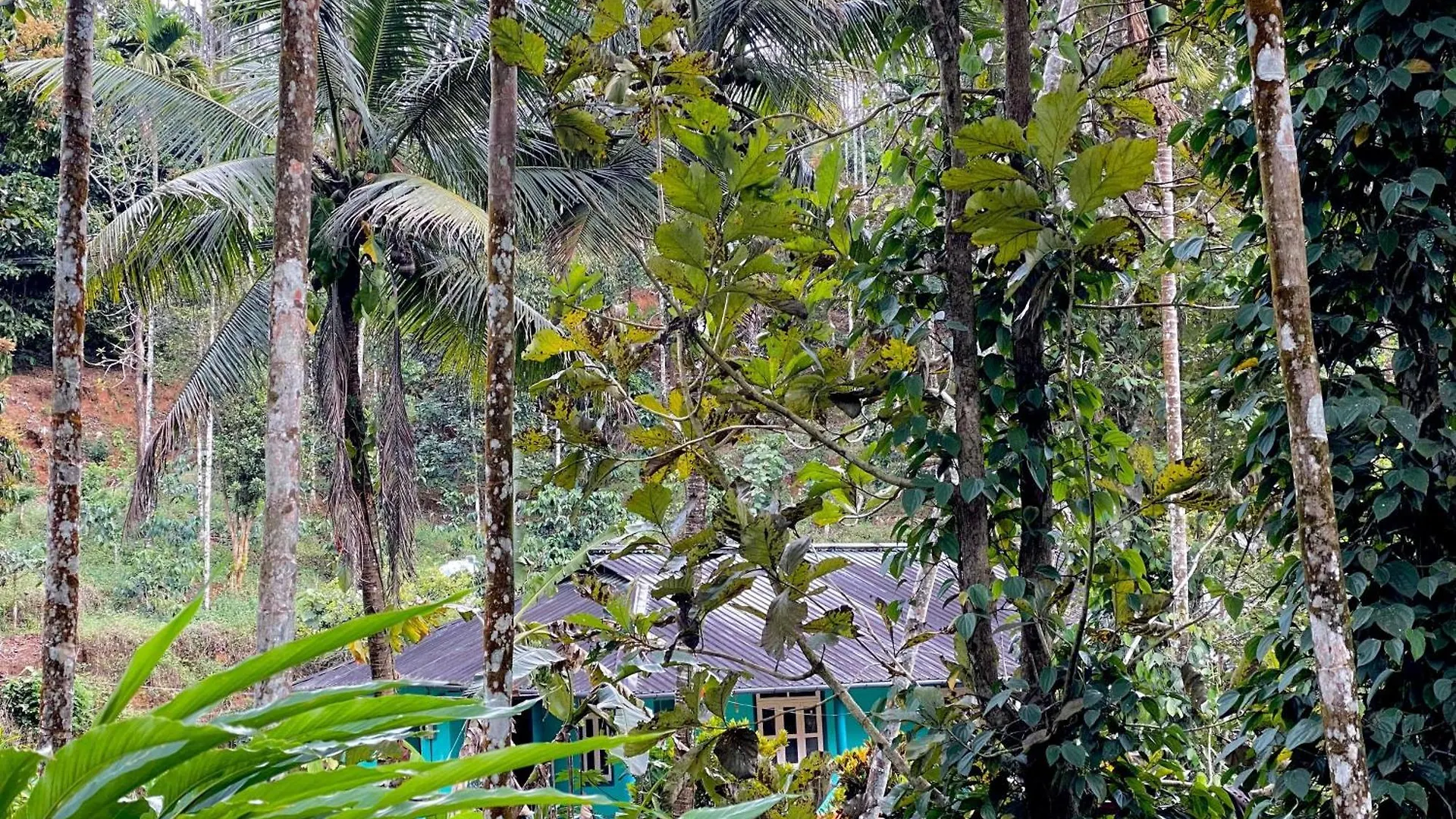 Dom wakacyjny Cardamom Garden Homestay Meppadi Wayanad